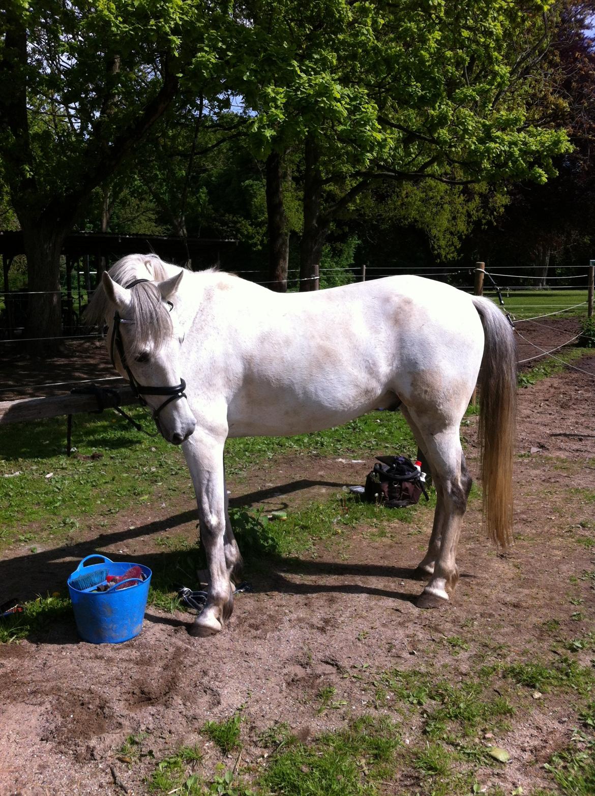 Andalusier Django billede 17