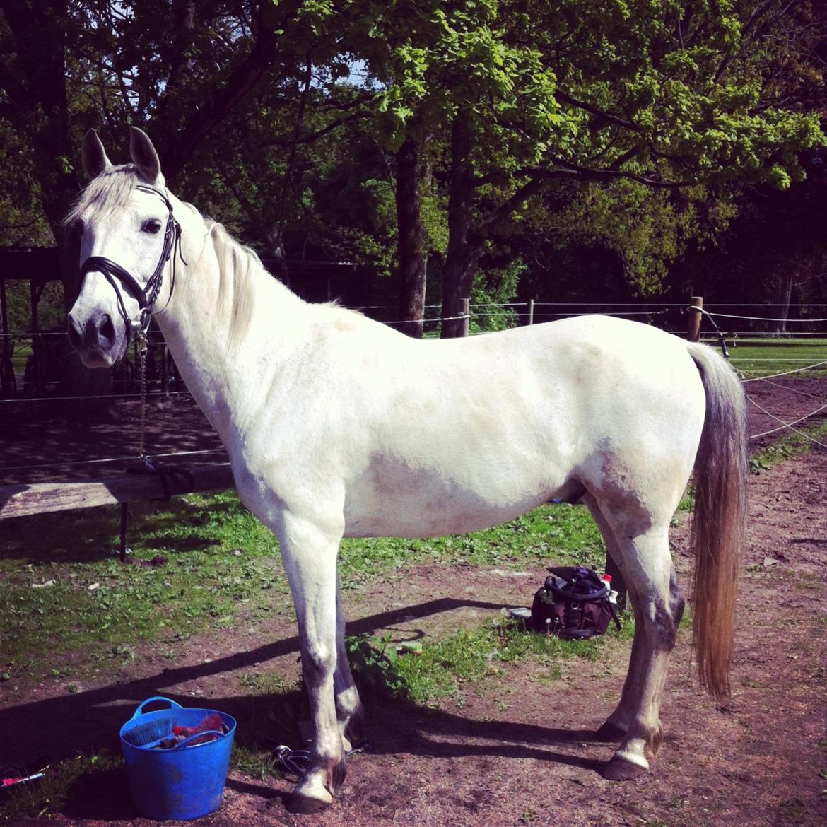 Andalusier Django billede 18