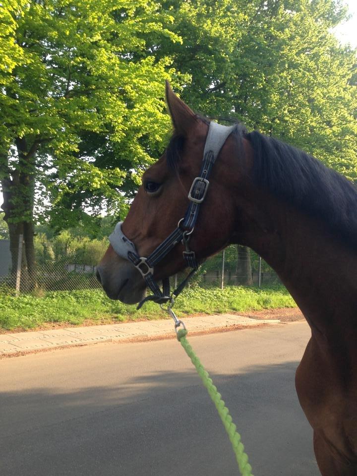 Frederiksborg Nytoftgaards Anastacia (Baby) billede 6