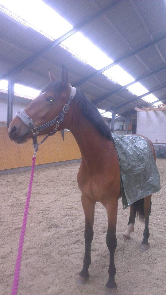 Frederiksborg Nytoftgaards Anastacia (Baby) - 2 gang vi leger med pressing, første gang den ligger på hende billede 7