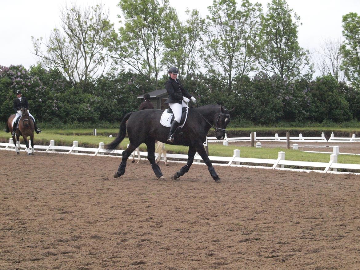 Oldenborg Black Diamond (solgt) - Til stævne i maj i TNKR på opvarmningsbanen. billede 2