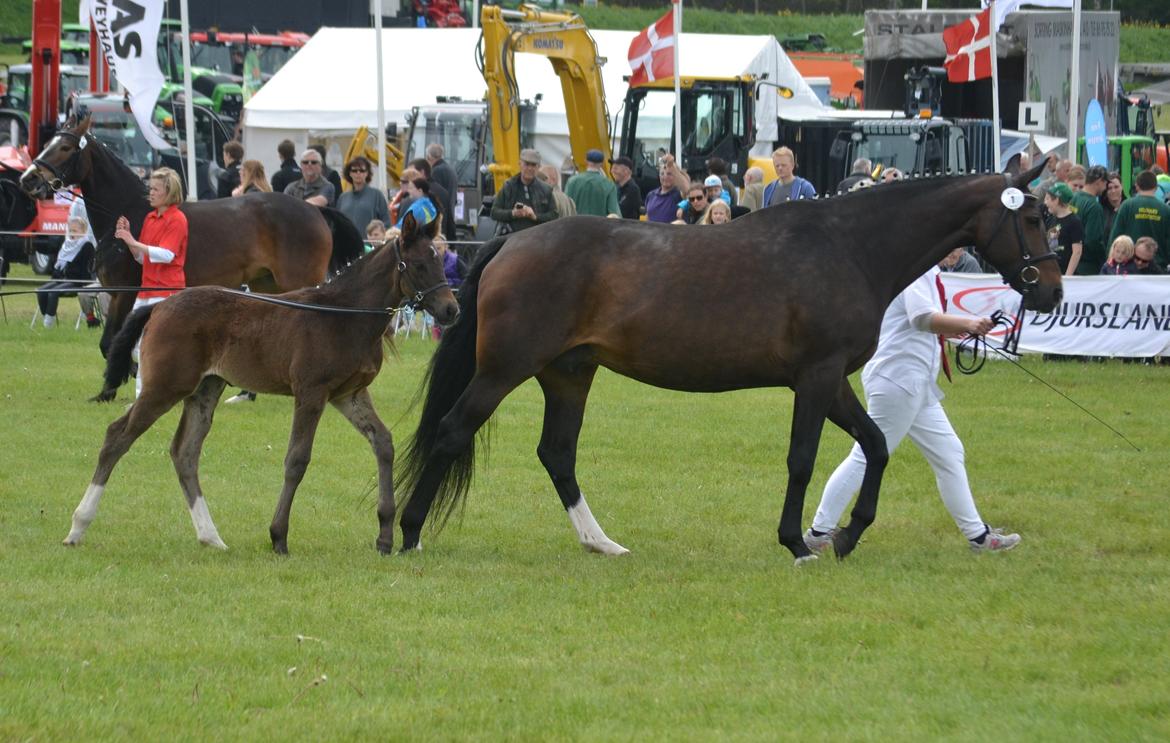 Oldenborg Bella Tisted - Bella og Miss Freja, dyrskue på Gl. Estrup 25+26 maj 2013 billede 4