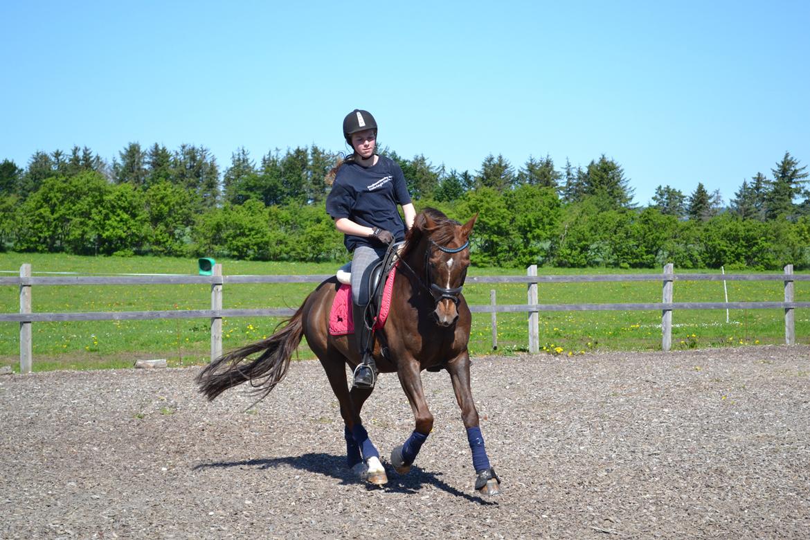 Anden særlig race Fabian - Gallop <3 billede 16