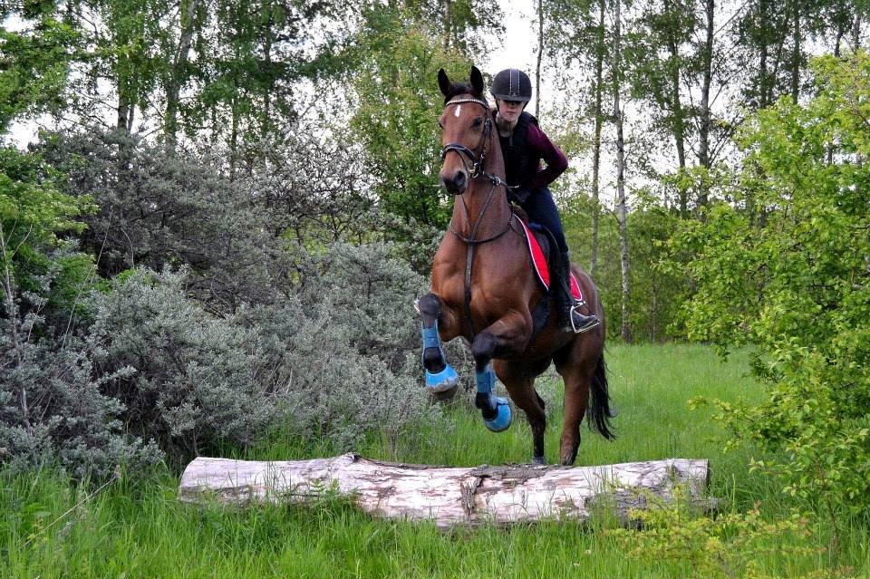 Trakehner  Klosterhedens why not (Notti) <3 billede 1
