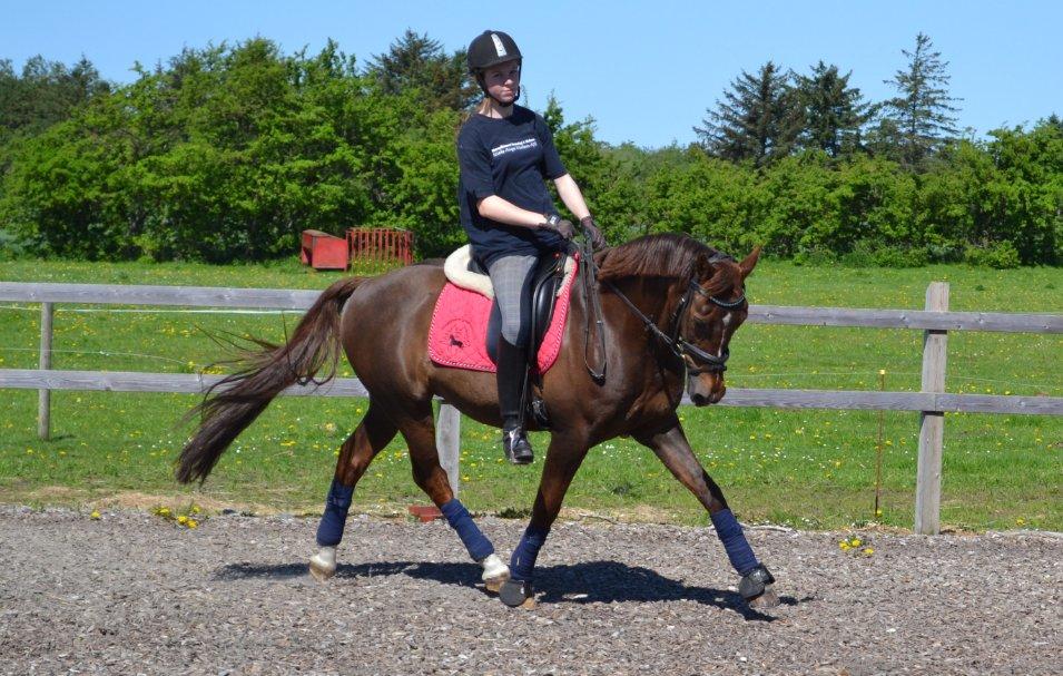 Anden særlig race Fabian billede 19