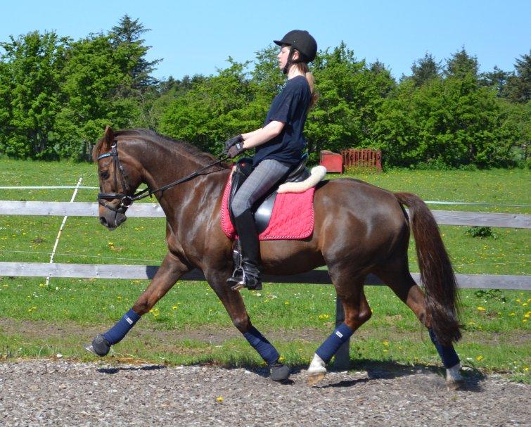 Anden særlig race Fabian - Fabba og jeg sveeeder -.- billede 26