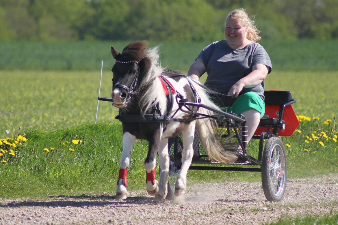 Shetlænder Nini. *Baby* - 26-5-2013. billede 20