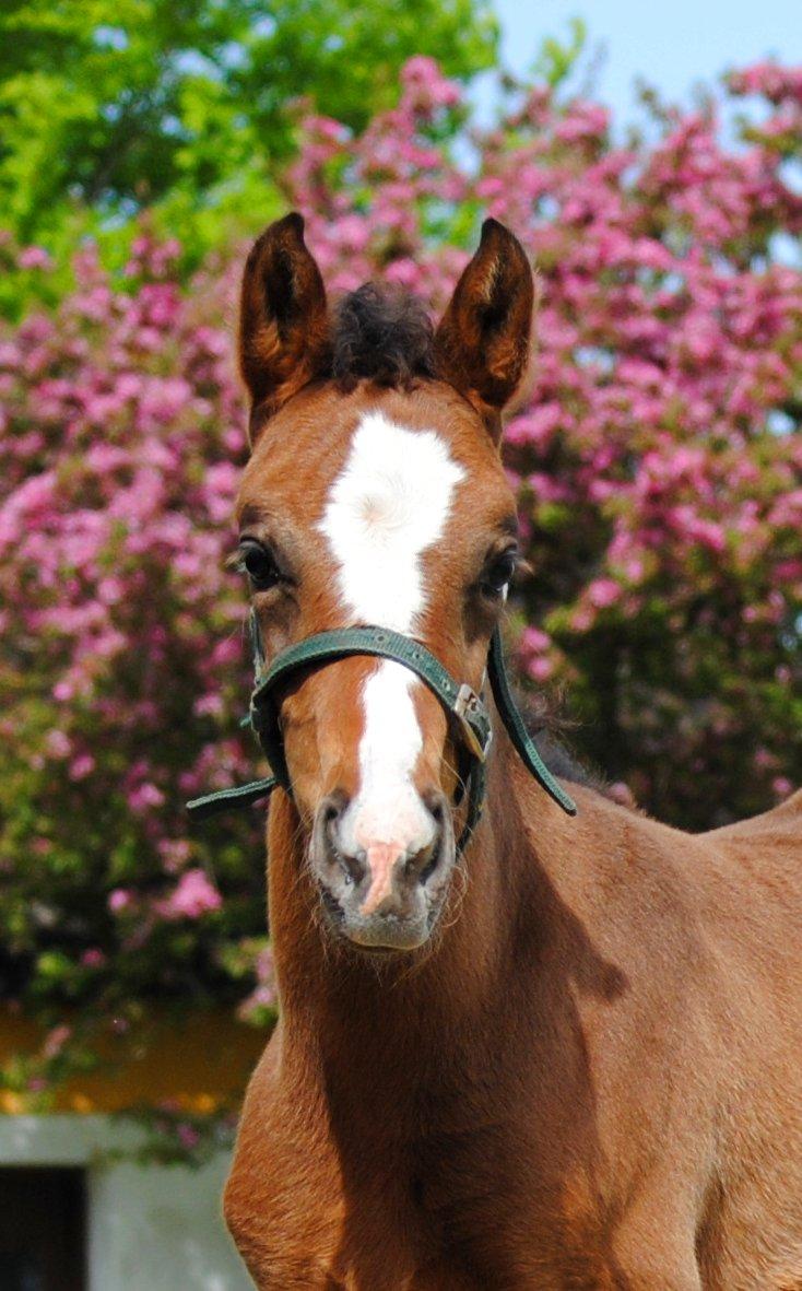 Dansk Varmblod Celina L billede 1