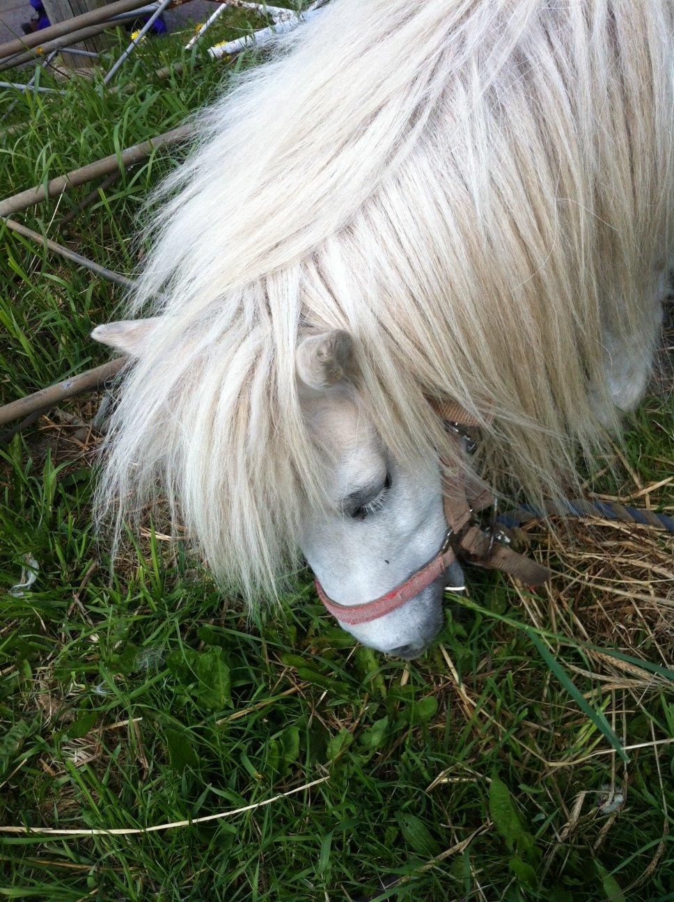 Shetlænder Sidsel billede 6