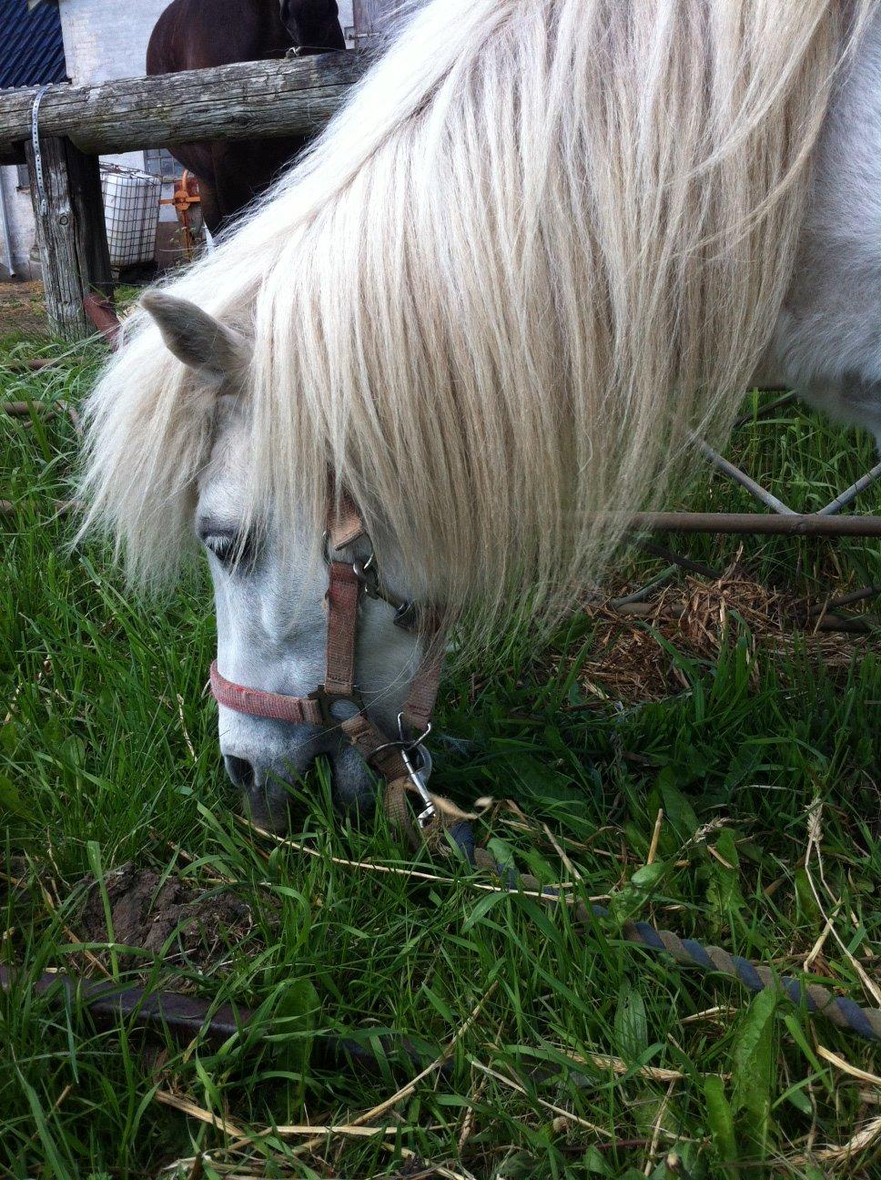 Shetlænder Sidsel billede 7