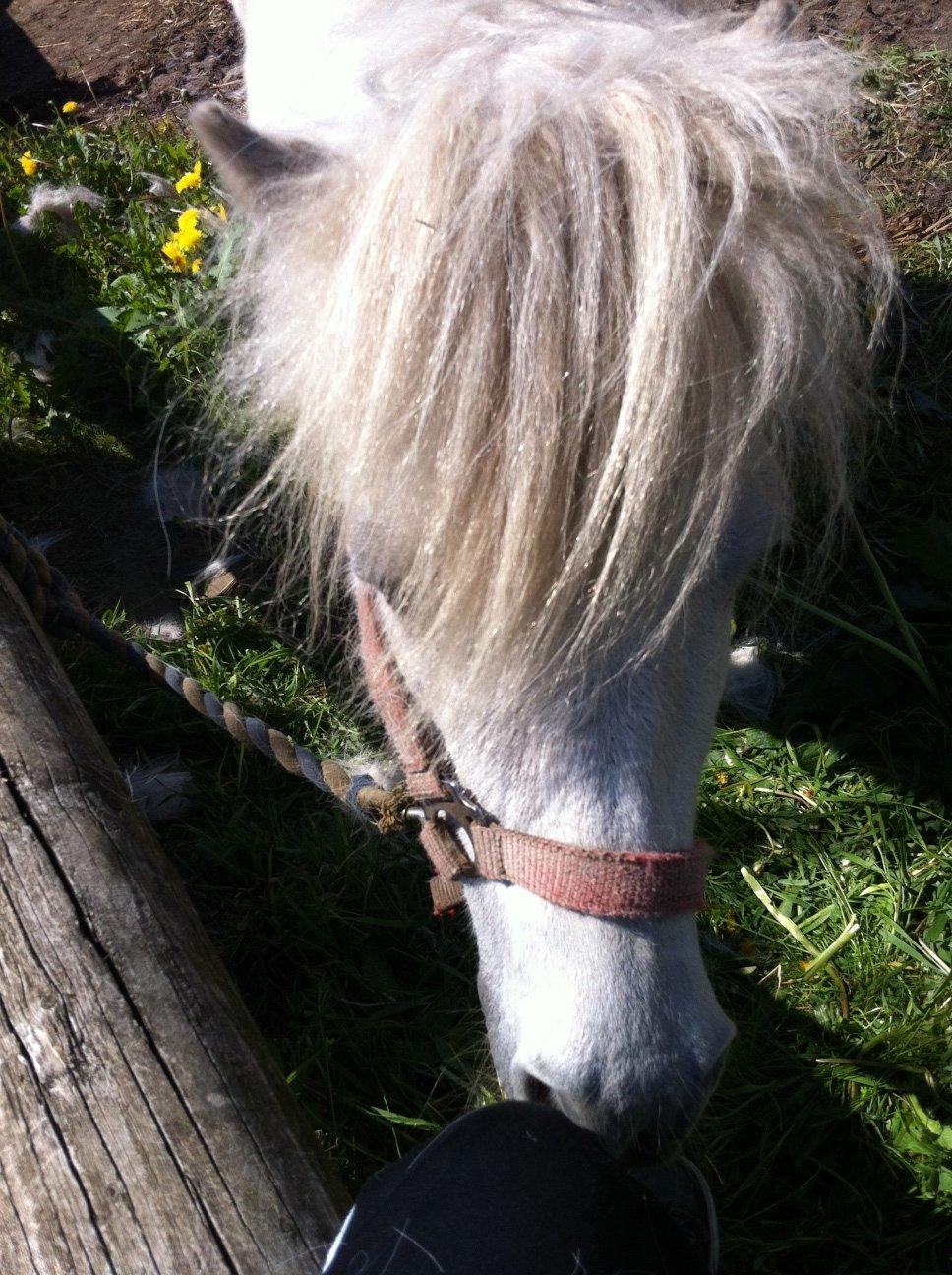 Shetlænder Sidsel billede 8