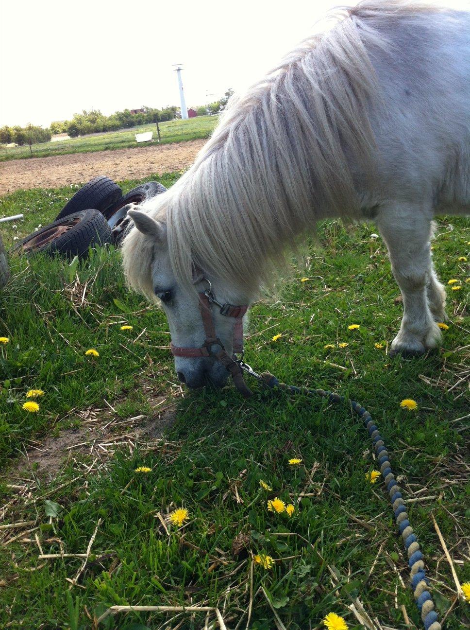 Shetlænder Sidsel billede 9