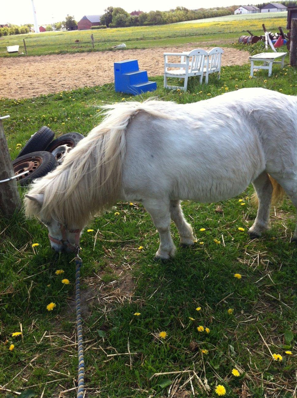 Shetlænder Sidsel billede 10