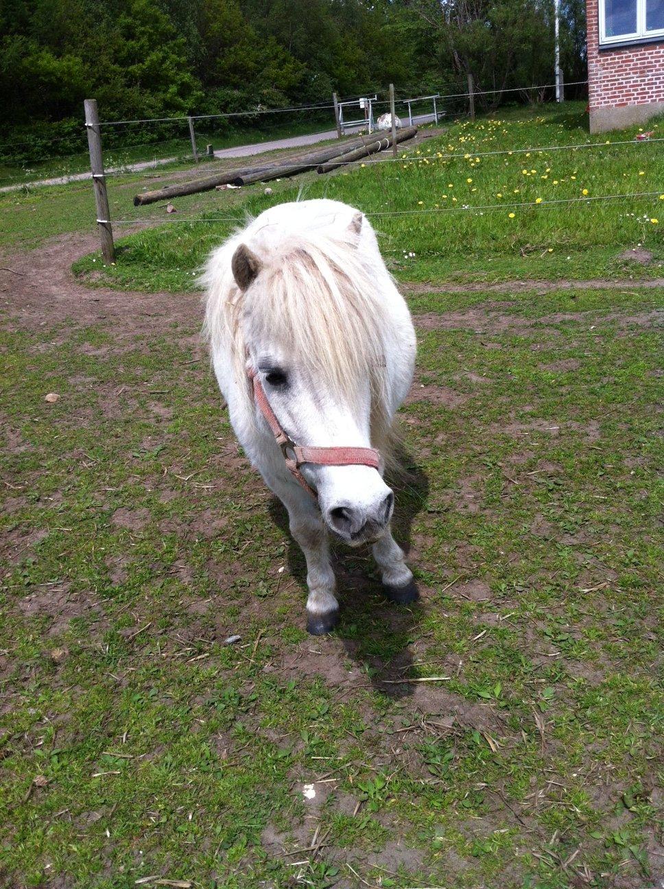 Shetlænder Sidsel billede 11