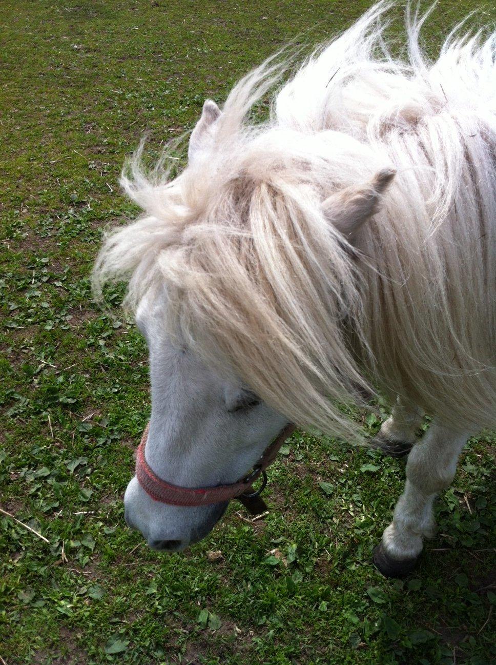 Shetlænder Sidsel billede 12