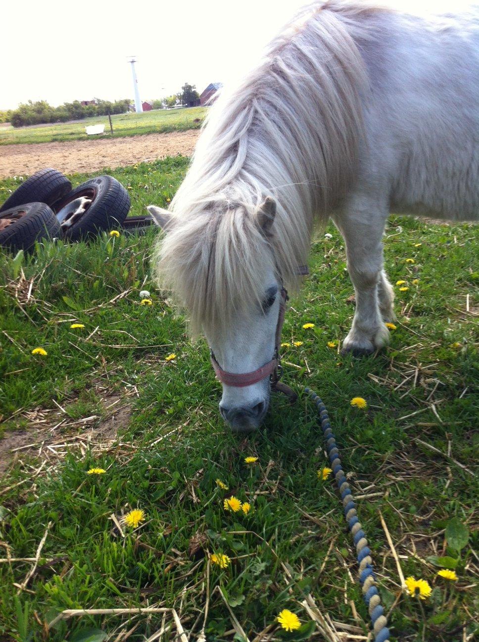 Shetlænder Sidsel billede 13