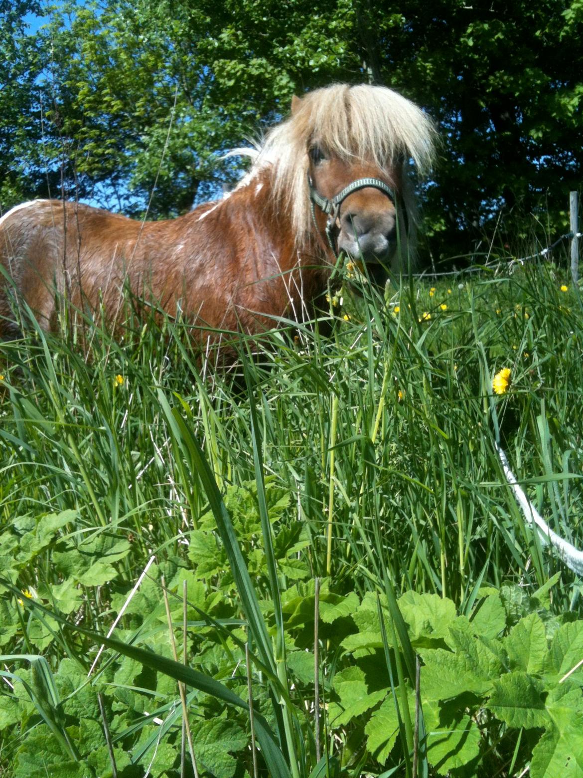 Dansk Miniature Dyvig's Prim (Bette) - Gemmeleg i græs. Så lille er man. :) billede 2