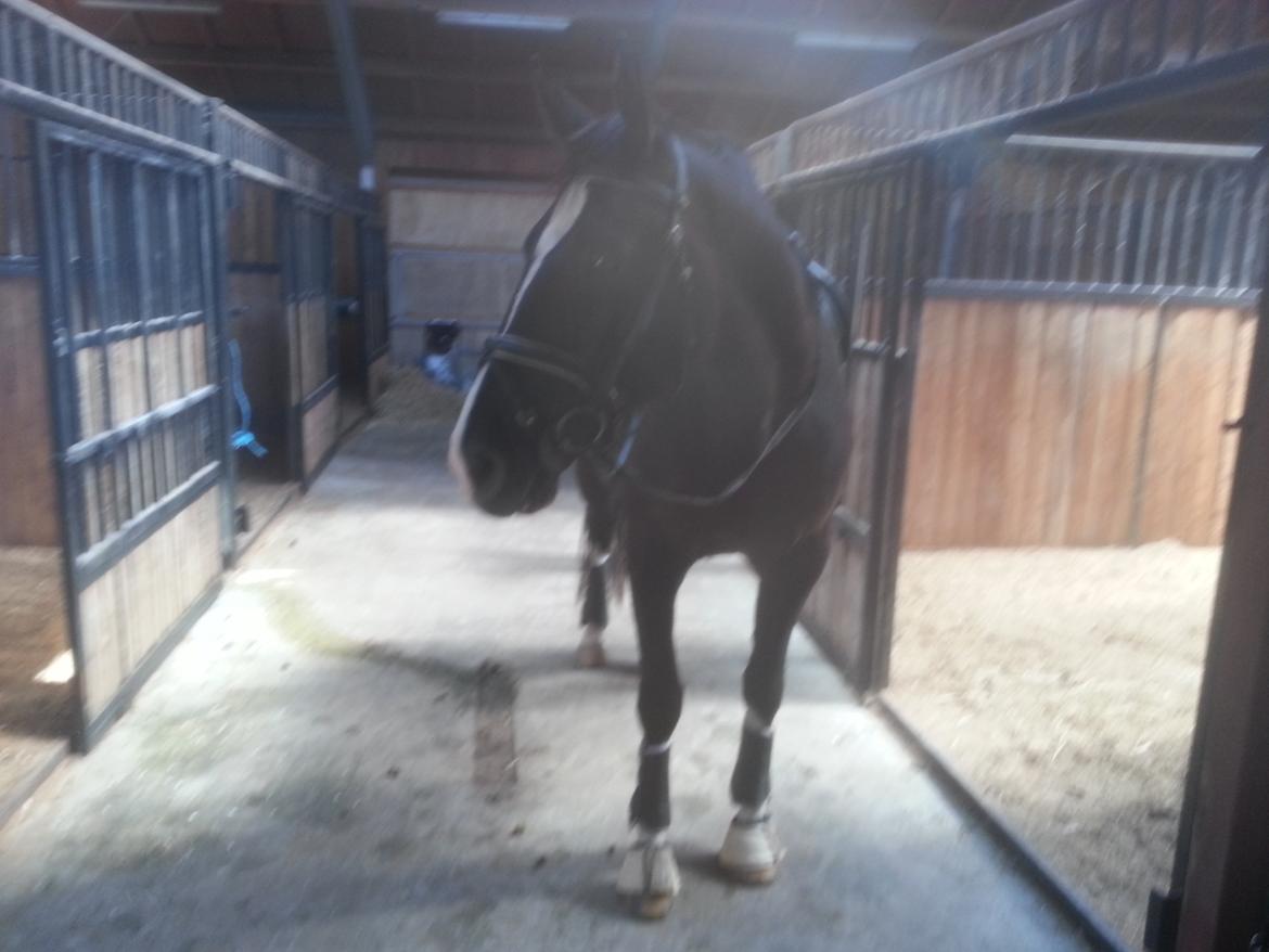 Anden særlig race No Black Boy billede 2