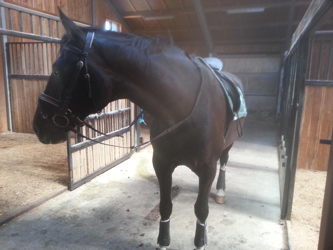 Anden særlig race No Black Boy billede 3