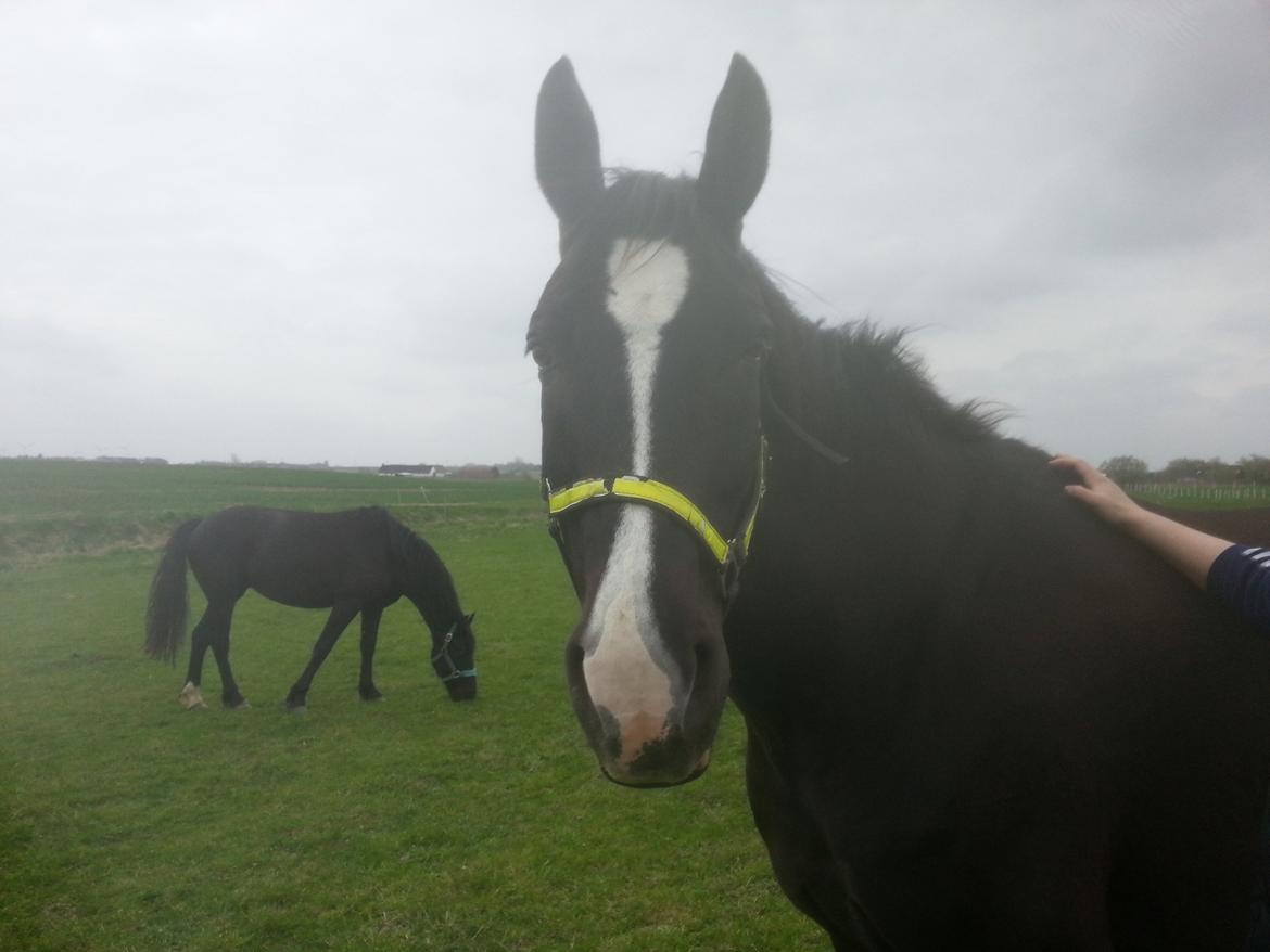 Anden særlig race No Black Boy billede 4