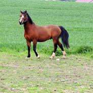 Hollandsk Sportspony Boy