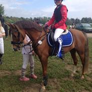 Welsh Cob (sec D) Thistledown Jumping Jack