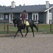 Dansk Varmblod Duchesse [Himmel hest]