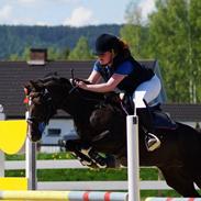 Hollandsk Sportspony | Radec<3 | (Toblerone)