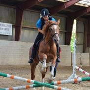 Anden særlig race Himbi (Himmelhest)