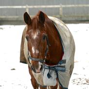 Anden særlig race Himbi (Himmelhest)