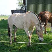 Fjordhest Tanja