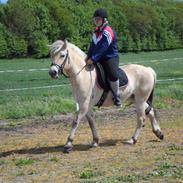 Fjordhest Tanja