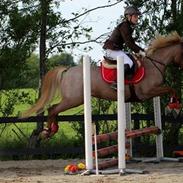 Welsh Pony (sec B) Daysie