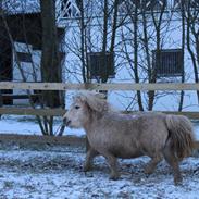 Shetlænder Glarkroggaards Pippi