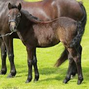 Dartmoor Blissfull Moment's Silver Bell