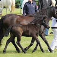 Dartmoor Blissfull Moment's Silver Bell