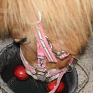 Shetlænder Petrusca