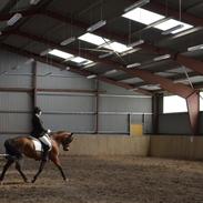 New Forest Skovlundegårds La Bella (Solgt)