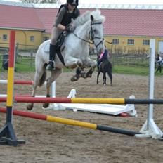 Anden særlig race Filuca