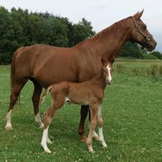 Dansk Varmblod Alpha Z