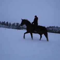 Dansk Varmblod Alpha Z