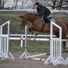 Dansk Varmblod Alpha Z