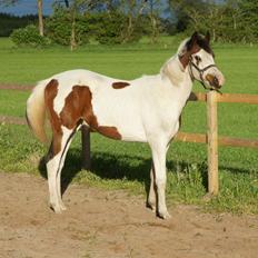 Pinto Graversgaards Chapeau