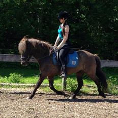 Islænder Sindri frá Ólafsvöllum