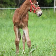 Dansk Varmblod Emmelie