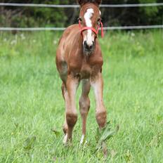 Dansk Varmblod Emmelie