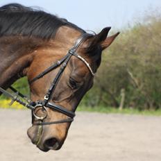 Dansk Varmblod Horns Oregon