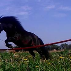 Anden særlig race Smilla