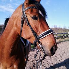 Dansk Varmblod Shade