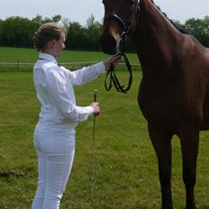 Dansk Varmblod Møllegårdens De Niz